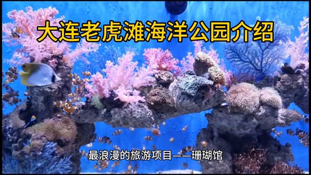 大连老虎滩海洋公园极地馆,大连老虎滩海洋公园老年票