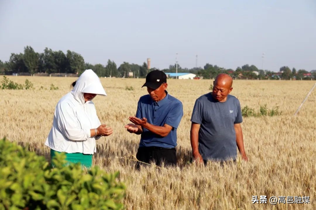 小麦乡村振兴,乡村振兴黑小麦