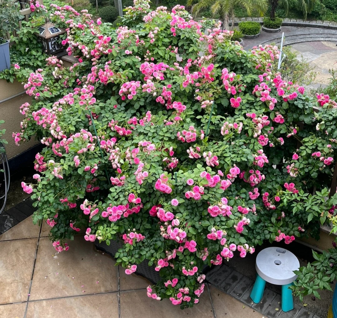 光照不足也能猛开花的藤本月季,抗病好养勤花的藤本月季品种