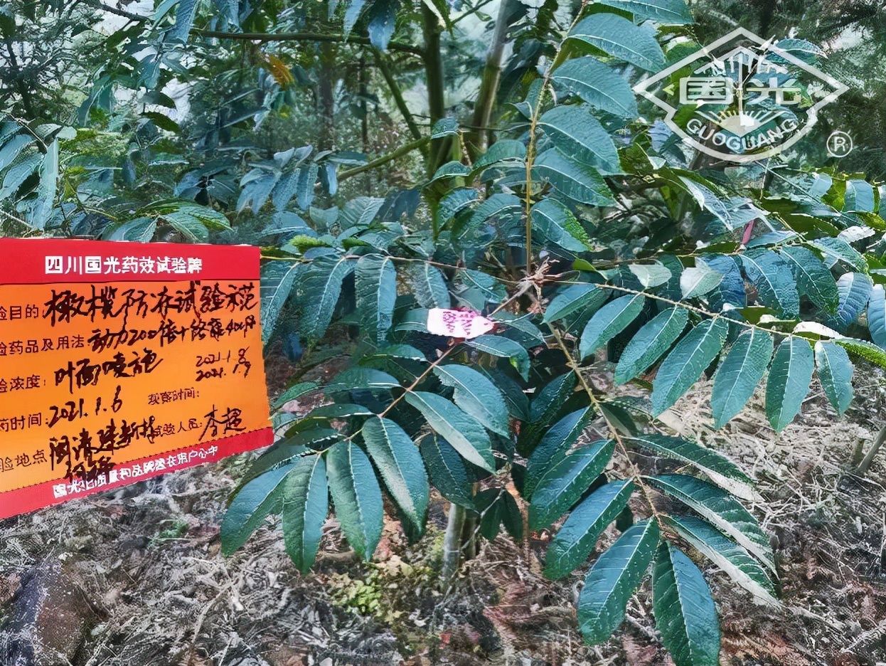 橄榄保暖,橄榄防冻害