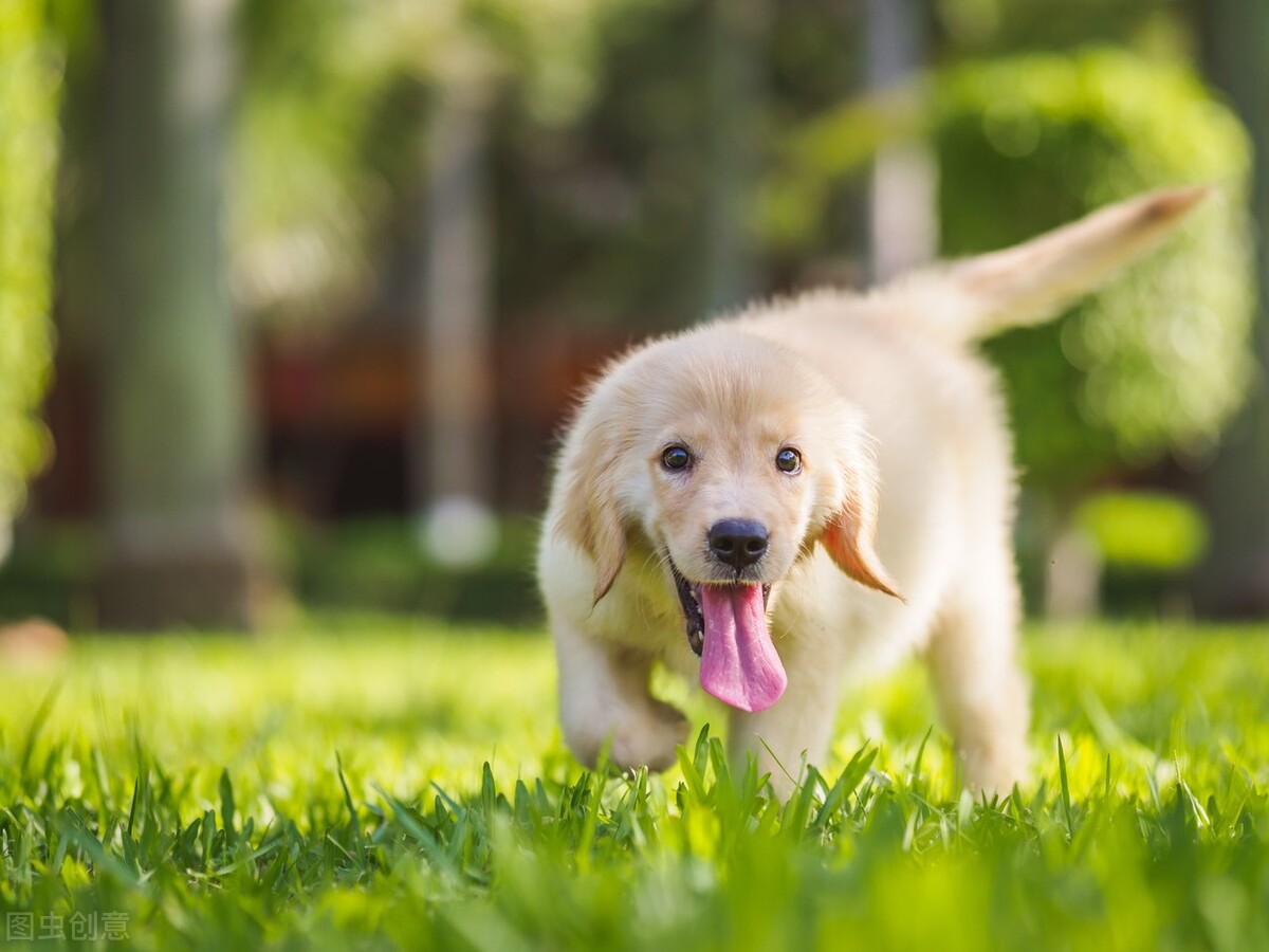 小狗感冒咳嗽流鼻涕用什么药啊,宝宝感冒咳嗽喉咙有痰几天康复