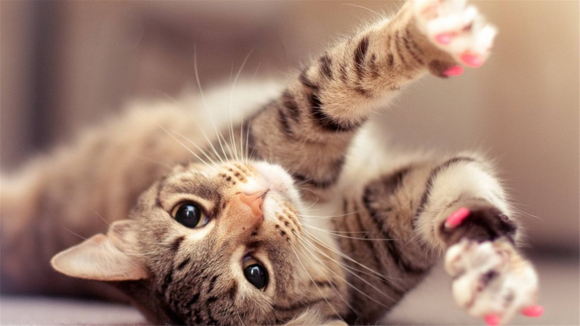 什么样的猫是旺家喵,旺家猫的长相和特征