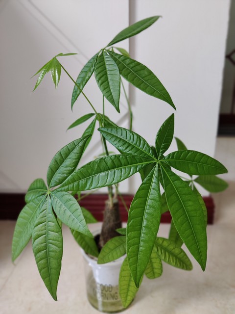 房子坐东向西是怎样的,坐南向北的房子风水好不好