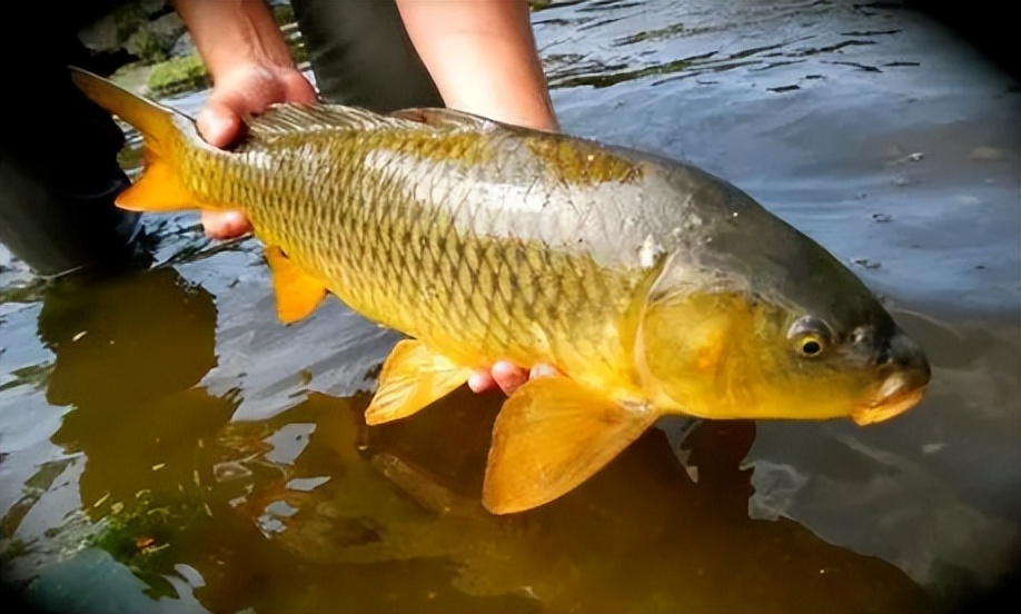 价格比较高名贵的鱼,常见淡水鱼大全钓友值得收藏