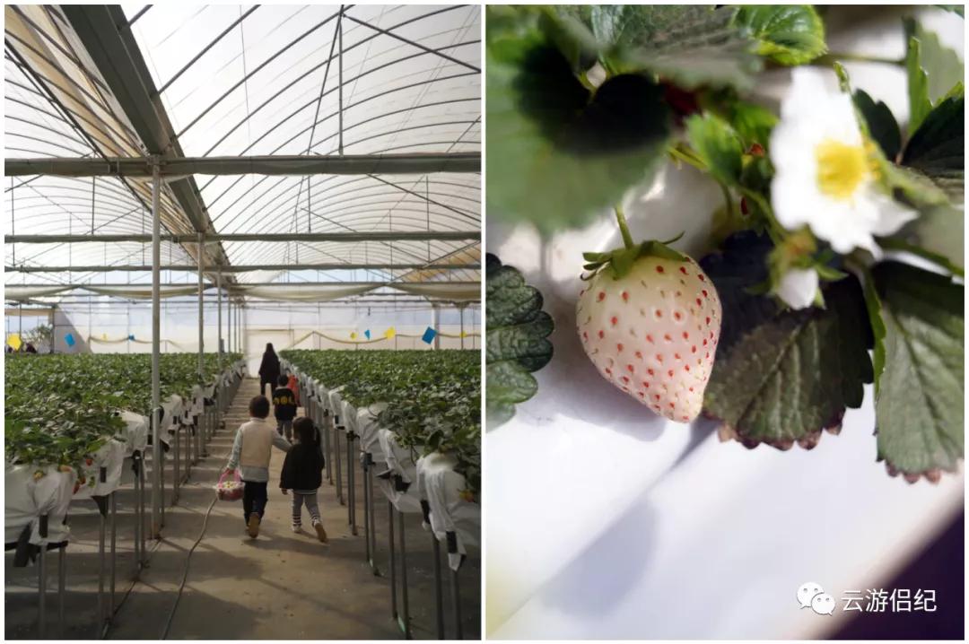 莓你不行壁纸,莓你不行表情包