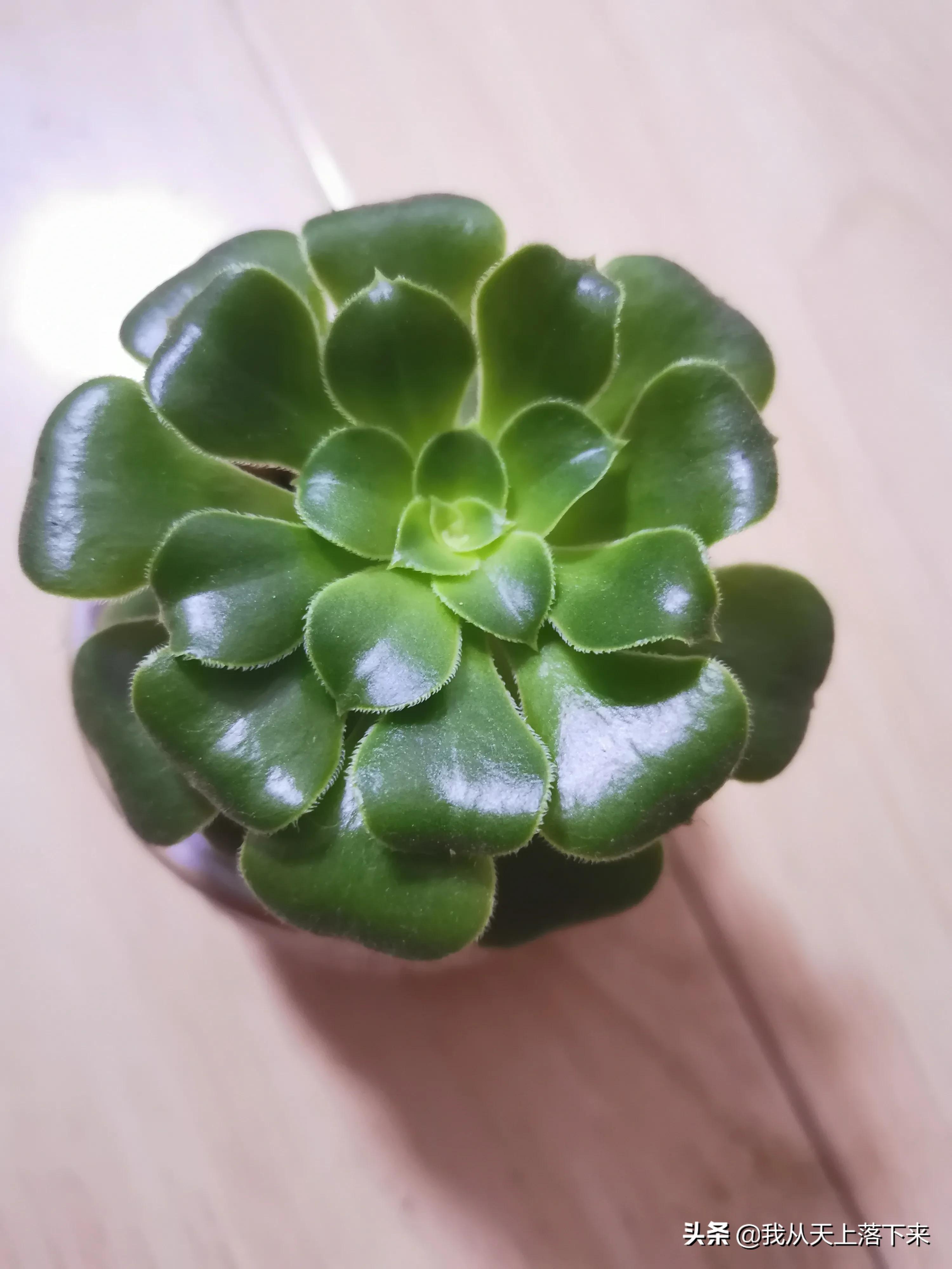 多肉品种及图片大全欣赏,多肉品种辨别图片大全欣赏