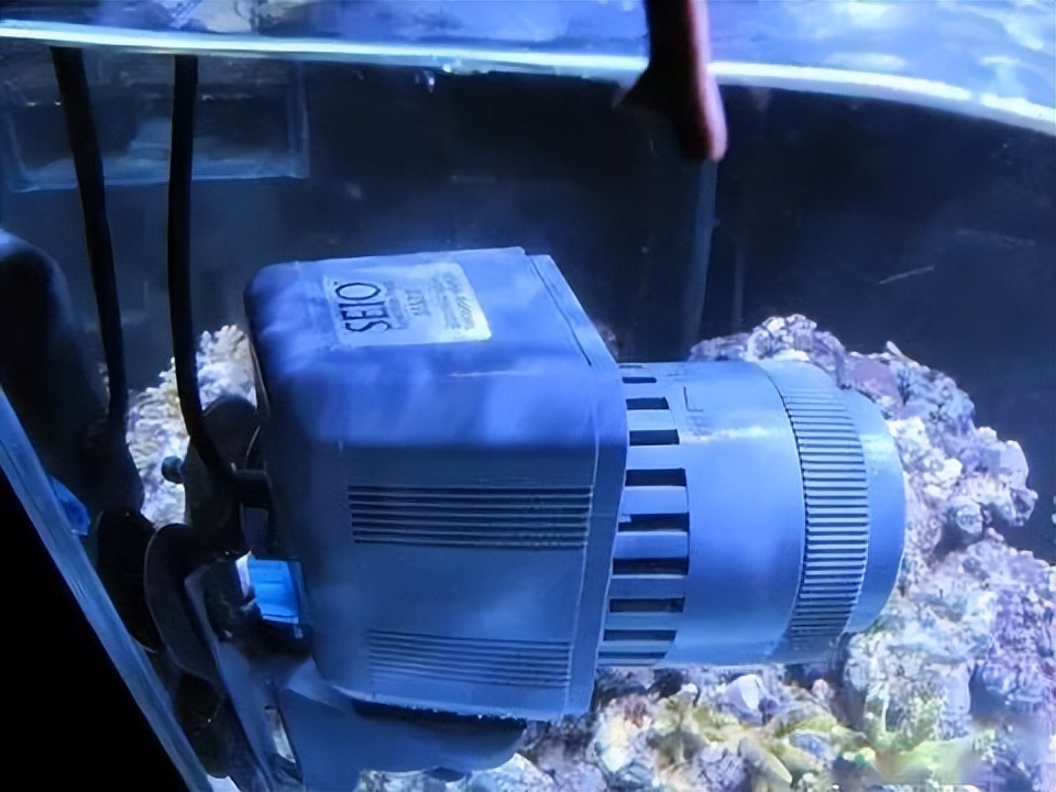 海水珊瑚缸鹦鹉螺,海水缸珊瑚视频大全