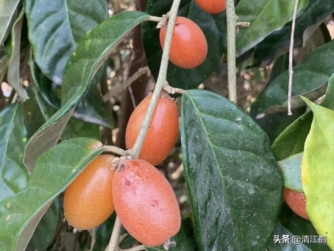 从未见过的稀奇物种,很多人没见过的奇怪生物