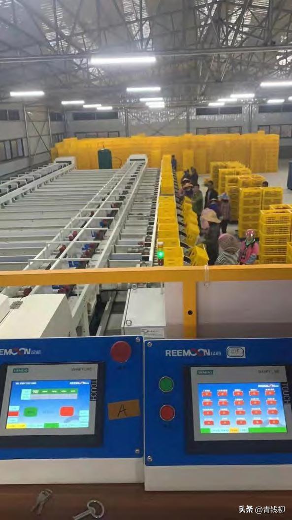 海南红心火龙果鲜果冻干,火龙果包装打法