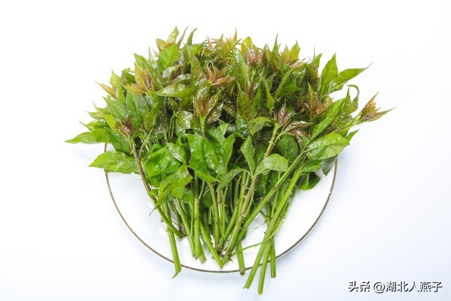 春天挖野菜，送你55种野菜辨别图，带你认识不同的野菜和吃法