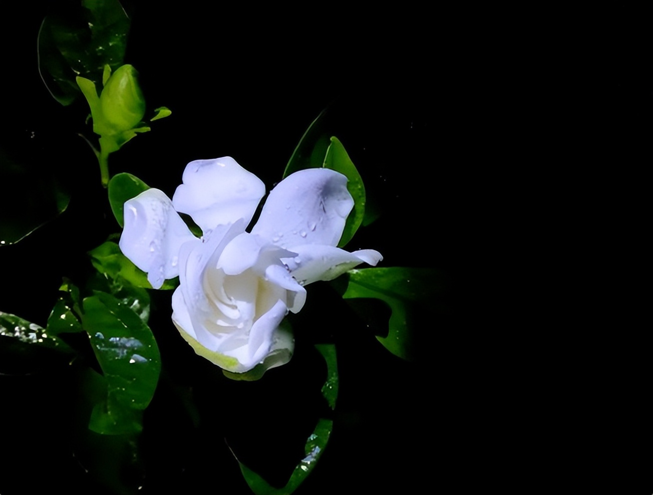 栀子：如月素净，如风清凉