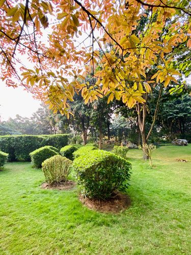 一月山茶花哪个地区最美,赏花山茶花