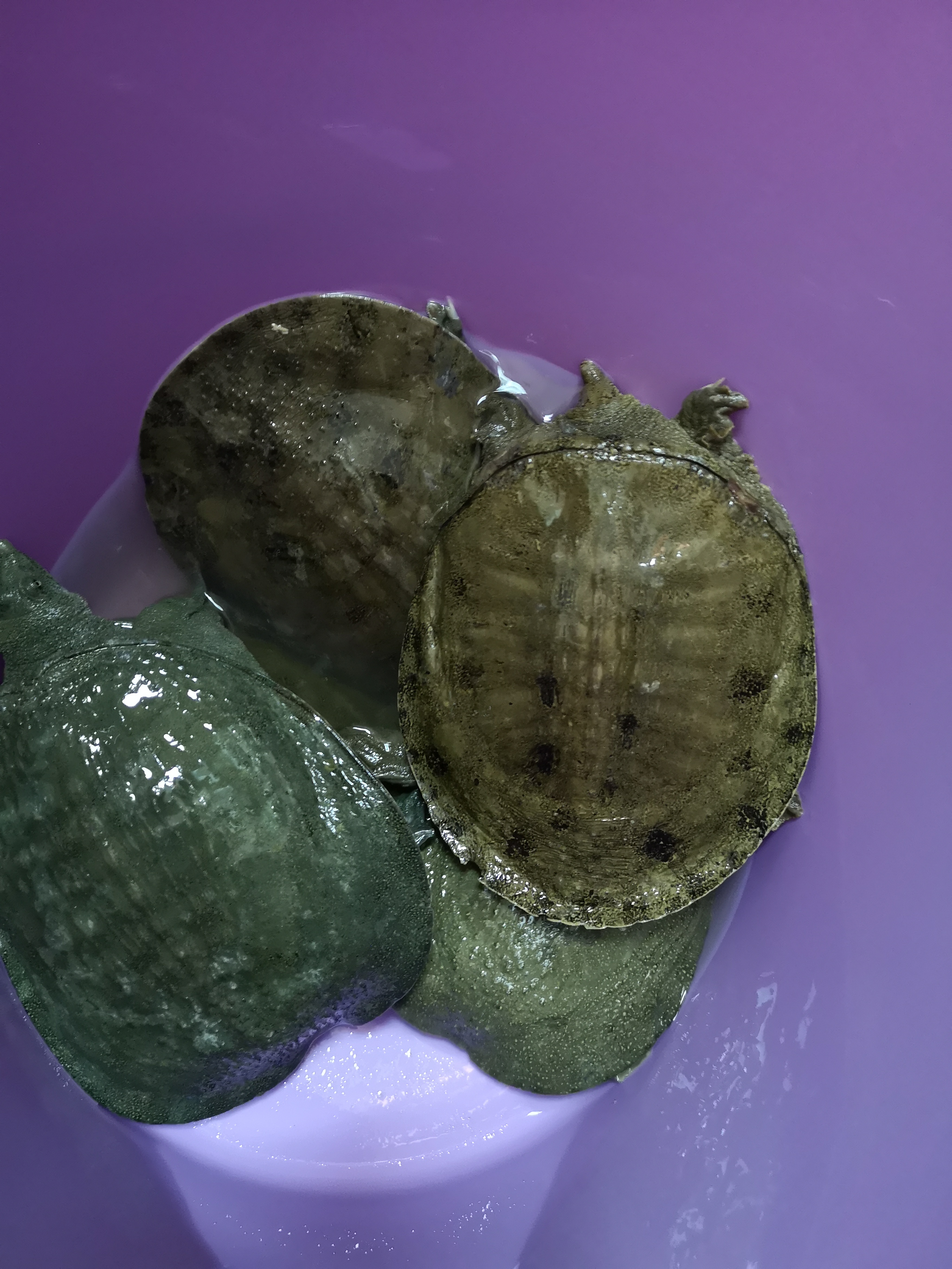 甲鱼还用什么钓比较好,甲鱼露头就跑怎么打