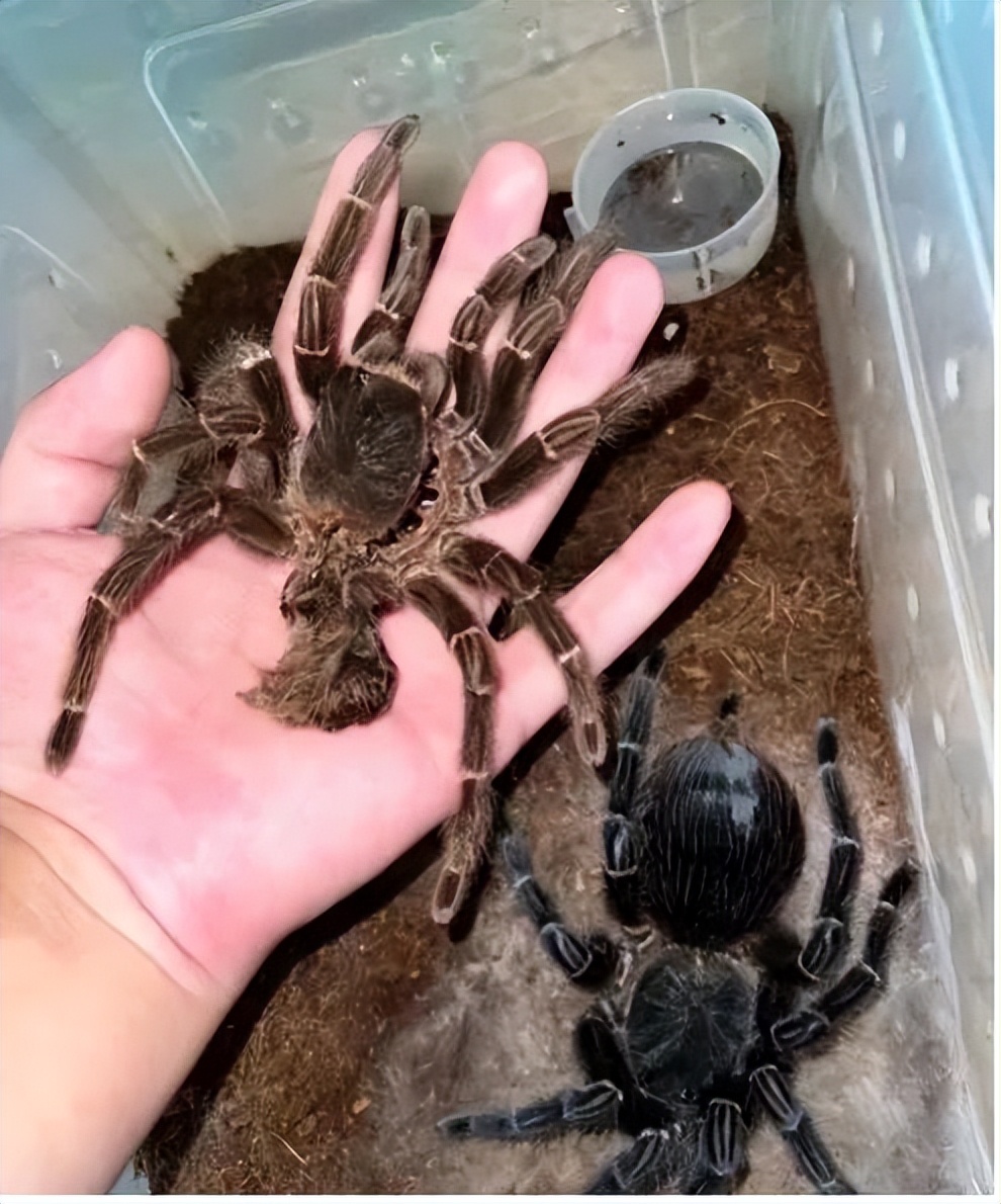 养异宠的年轻人：靠借网贷买蜥蜴，从冷血动物身上找温暖