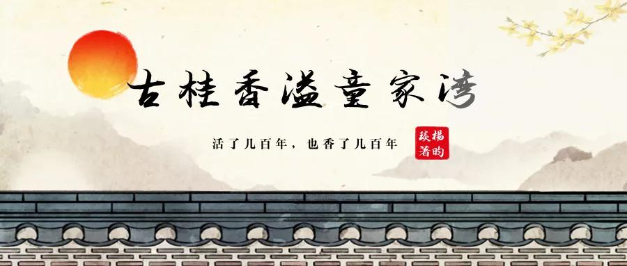 值得来看看古村落,崇阳野生古桂群迎保护性修复