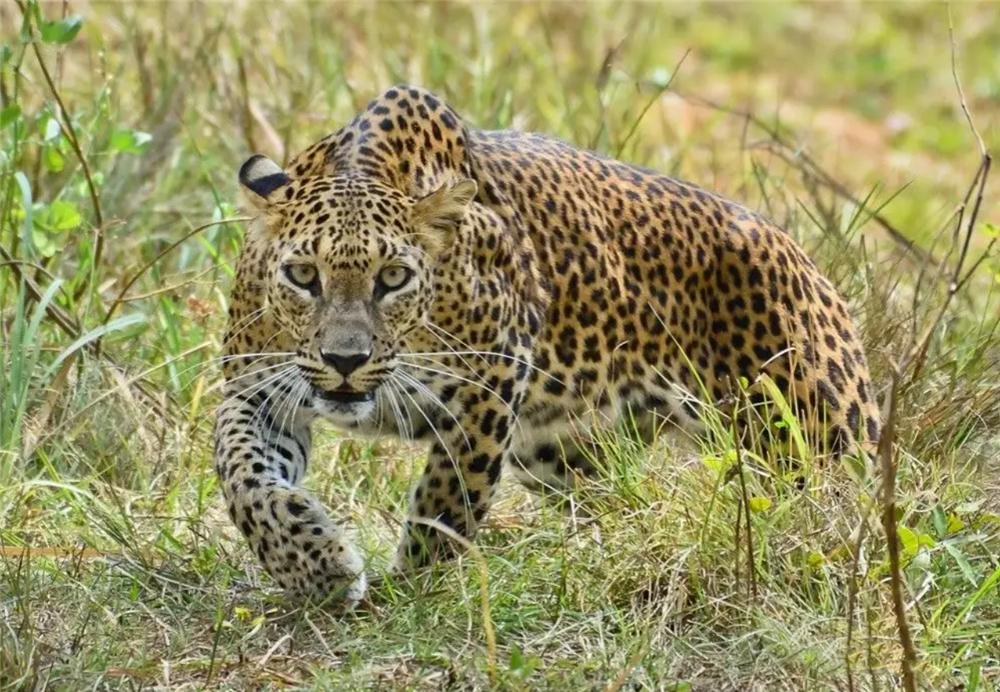 花豹在路边咬住牛,花豹被牛顶死