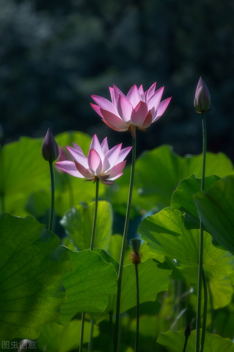 荷花图片禅意荷花,最美意境荷花图片大全