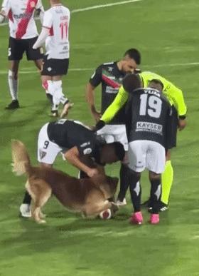 狗子突然冲进足球场，霸占足球中断比赛，但结局很可爱！
