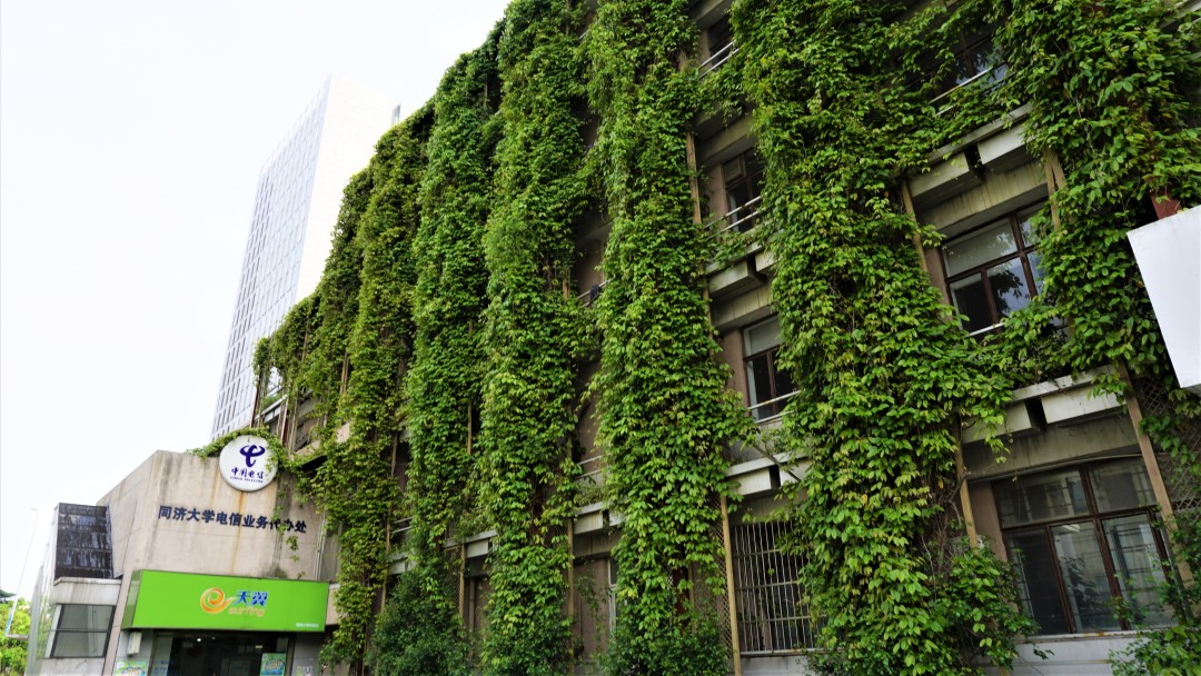 同济大学有多漂亮,同济大学的浪漫