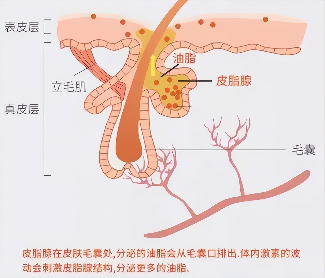 甲硝唑一瓶100片,甲硝唑一瓶100片和24粒哪个好