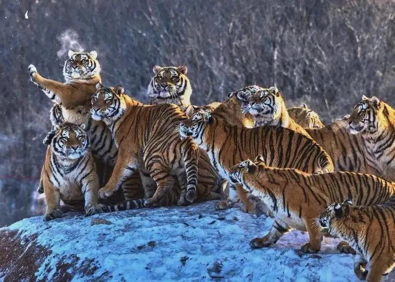 戏说老虎图文杂汇