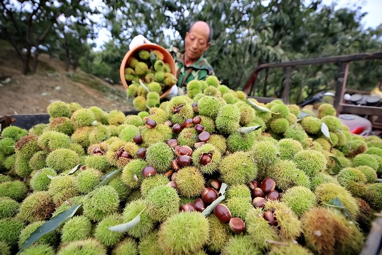 农民丰收节,玉田农民丰收节