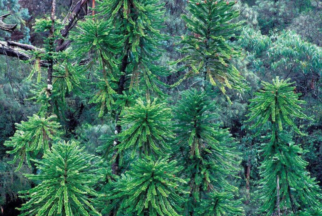 澳大利亚野马泛滥成灾,澳大利亚野马现状