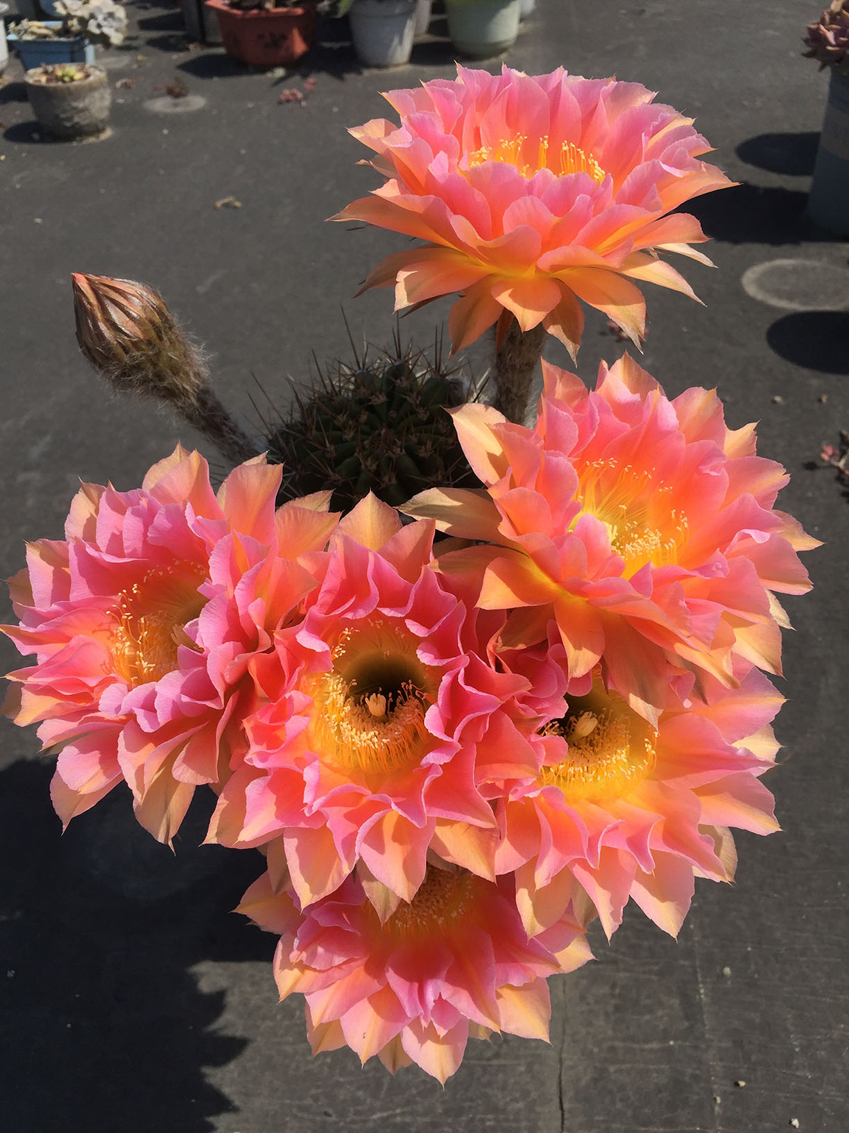 毛花柱仙人球品种大全,顶级精品仙人球花