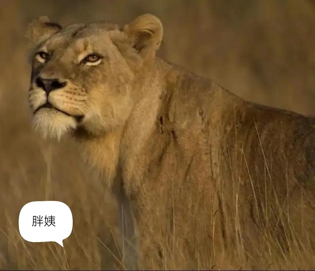 母狮子两副面孔,粉红色的母狮子