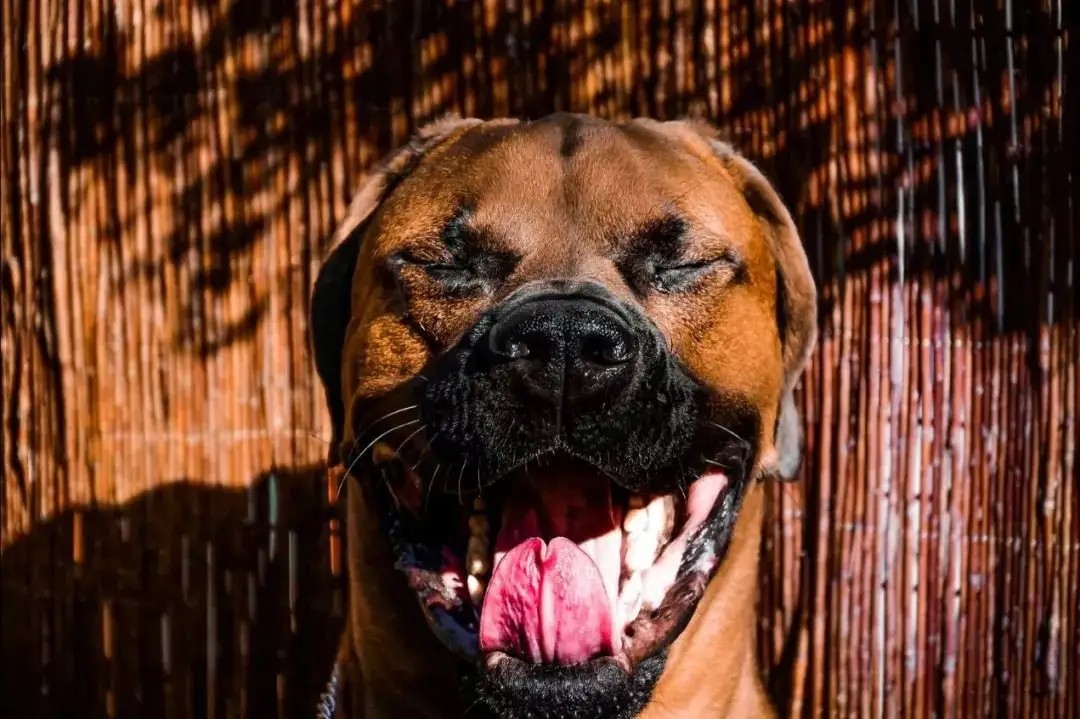 一条狗能有多凶猛？事实超乎你的想象，揭秘臭名昭著的“恶犬”