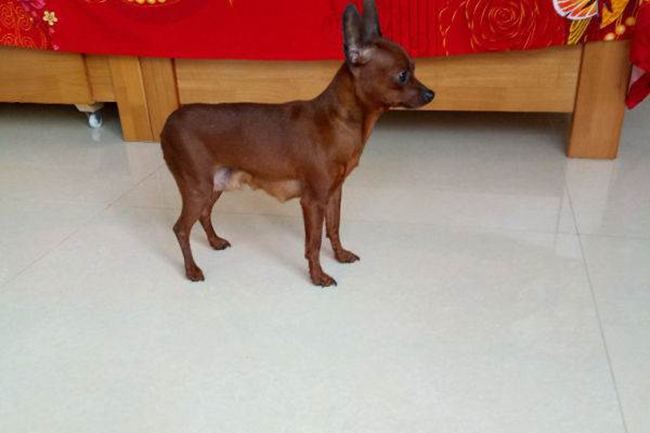 小鹿犬掉毛原因,小鹿犬掉毛是怎么回事