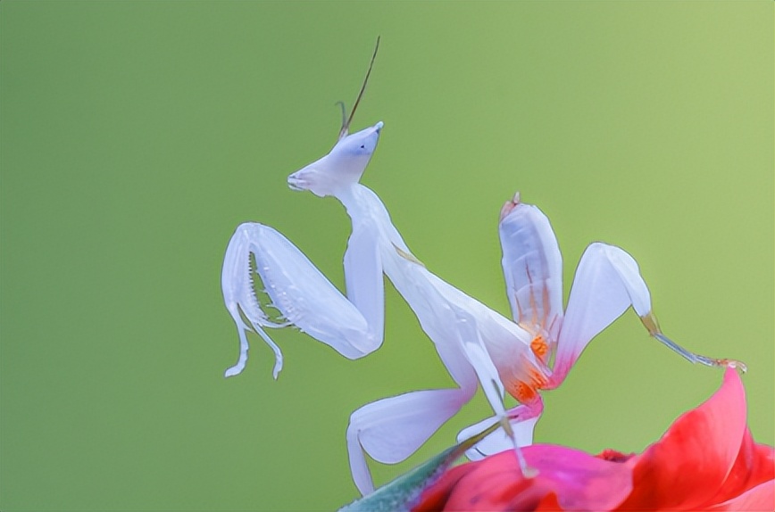 成虫时期的兰花螳螂长什么样子,兰花螳螂是否是自然界原有的物种