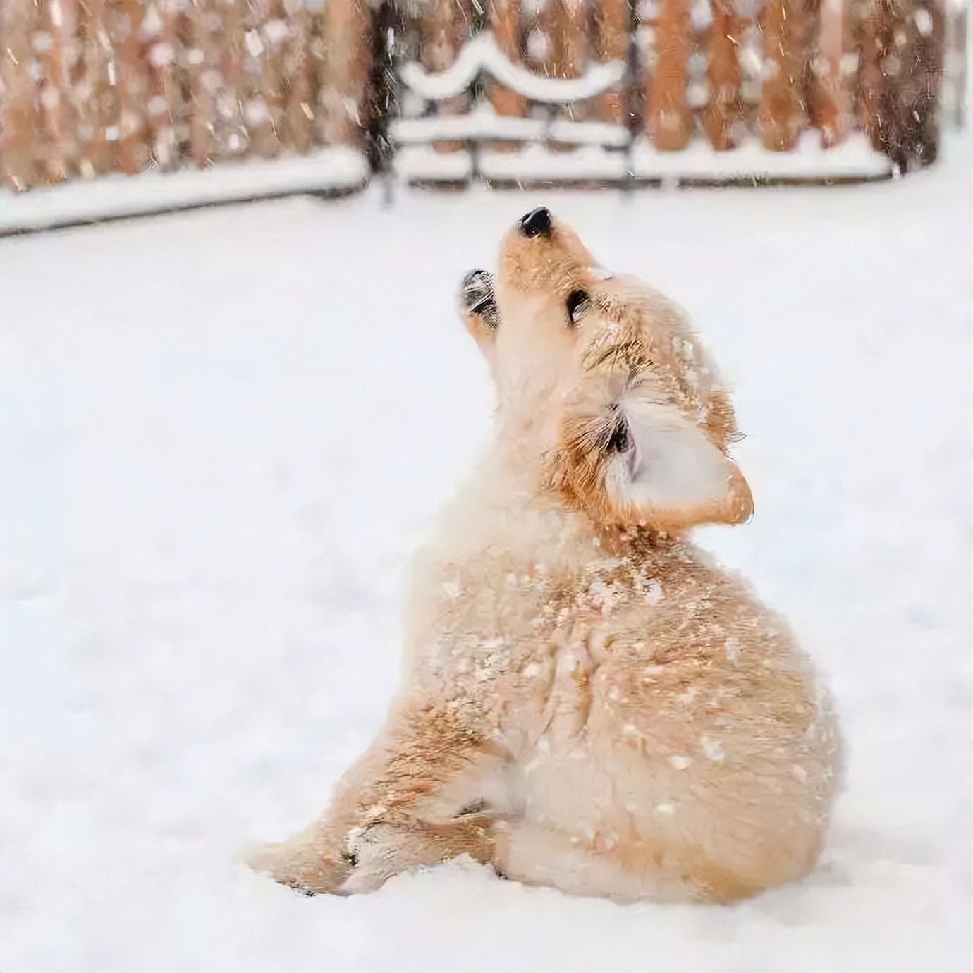 梅洁的简介,梅洁文字图片