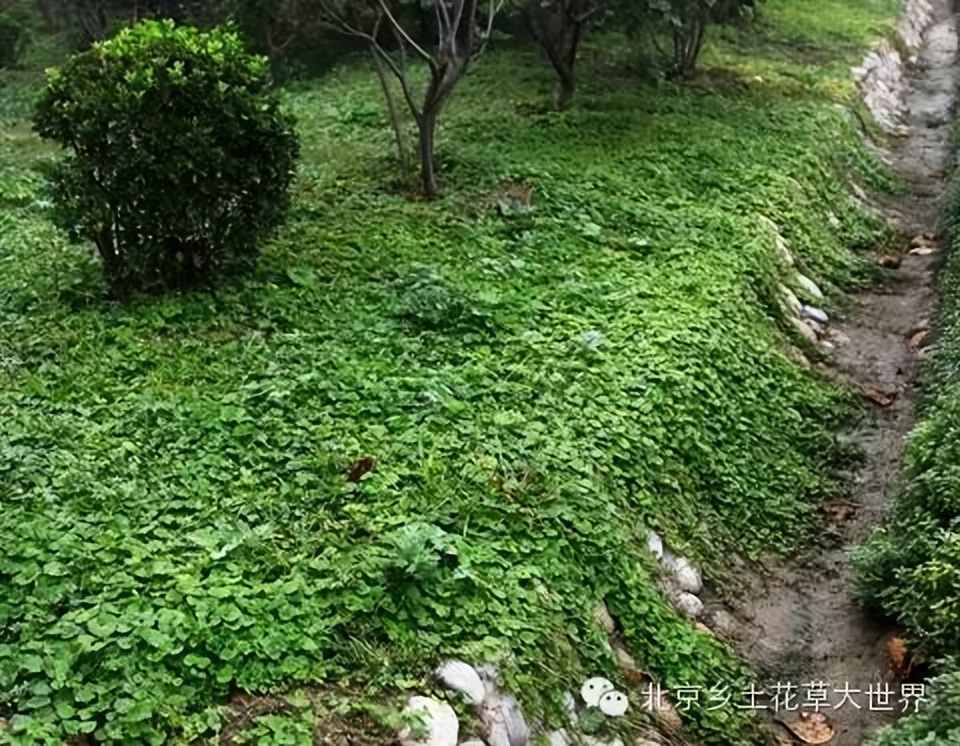 缁挎櫘鏂瑰渾鑺卞崏绉戞妧鏈夐檺鍏徃,缁挎櫘鏂瑰渾