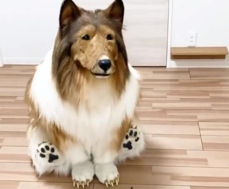 日本男子花200万变狗设计图,日本男子花200万整容蠢狗