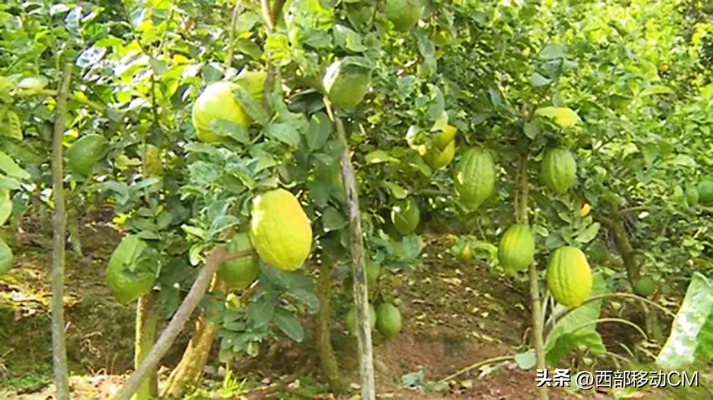 云南贫困山区返乡创业,云南通海农村地摊创业青年