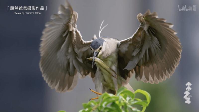 11岁男孩乳房发育超4厘米：嘲笑背后，父母不可缺席