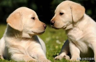 拉布拉多犬一天几次小便,一个月的拉布拉多怎么定点上厕所