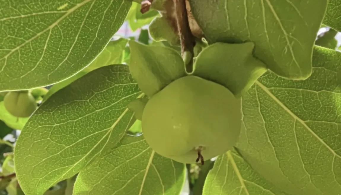 柿子生长期如何防落果,柿子九月份的病虫害管理