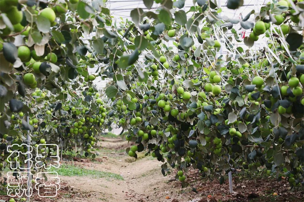 苹果枣，一颗冉冉升起的水果新星