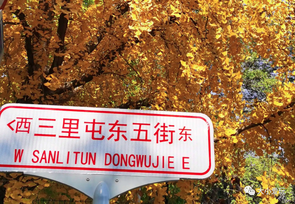 银杏最美的地方,金秋十月最美的银杏