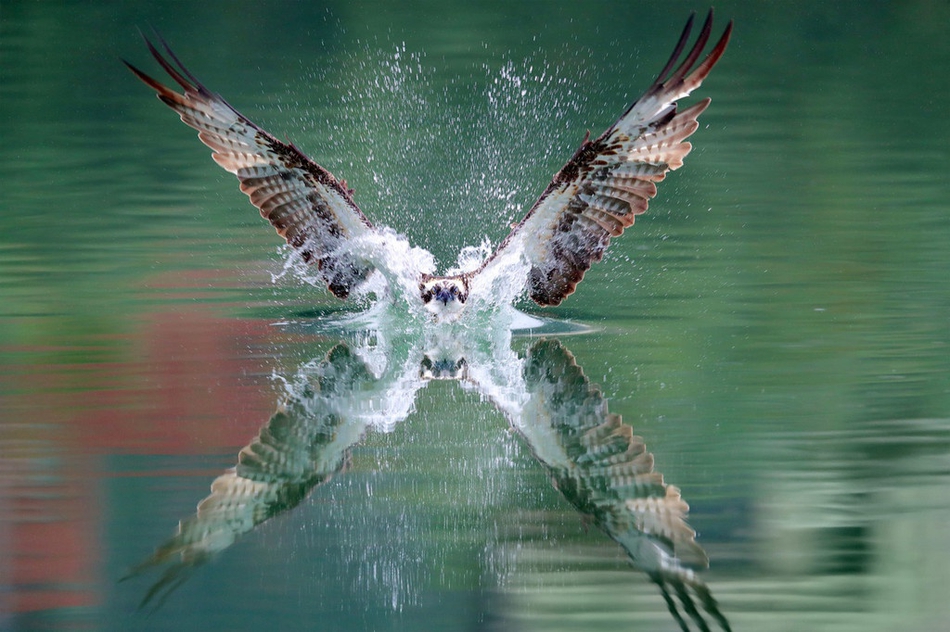 2023年是黑兔年还是木兔年,2023年被称为黑兔年为什么