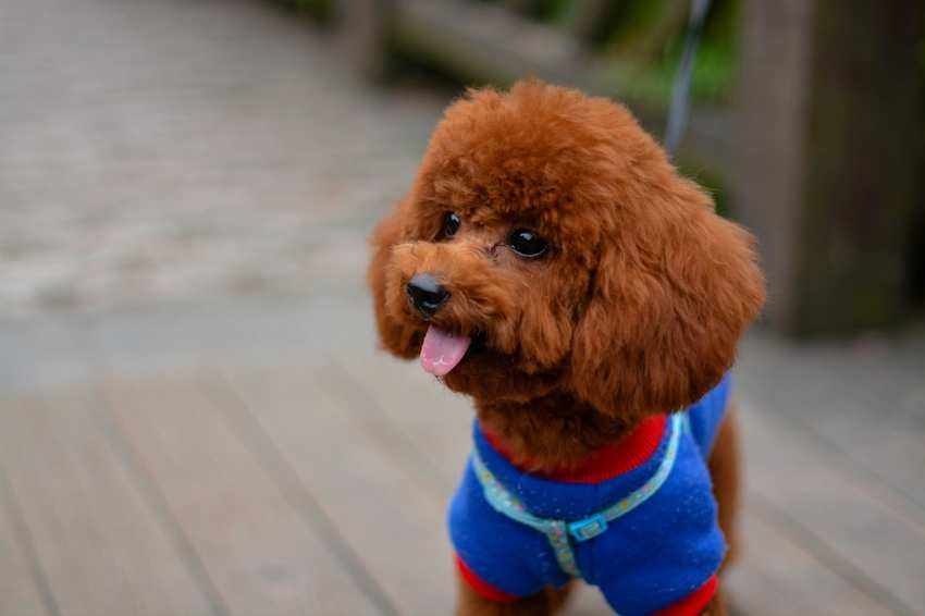 纯种泰迪2个月588贵么,铁包金泰迪是不是纯种泰迪