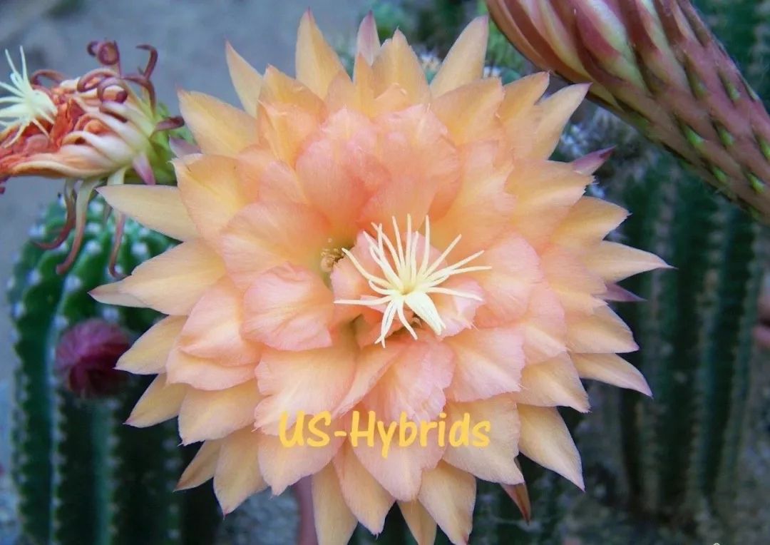 200种·仙人球开花图鉴，大开眼界，美到爆