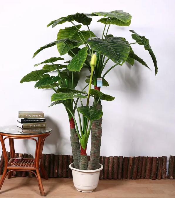 适合养办公桌上的5种盆栽小绿植,什么大盆绿植适合室内养不怕冷