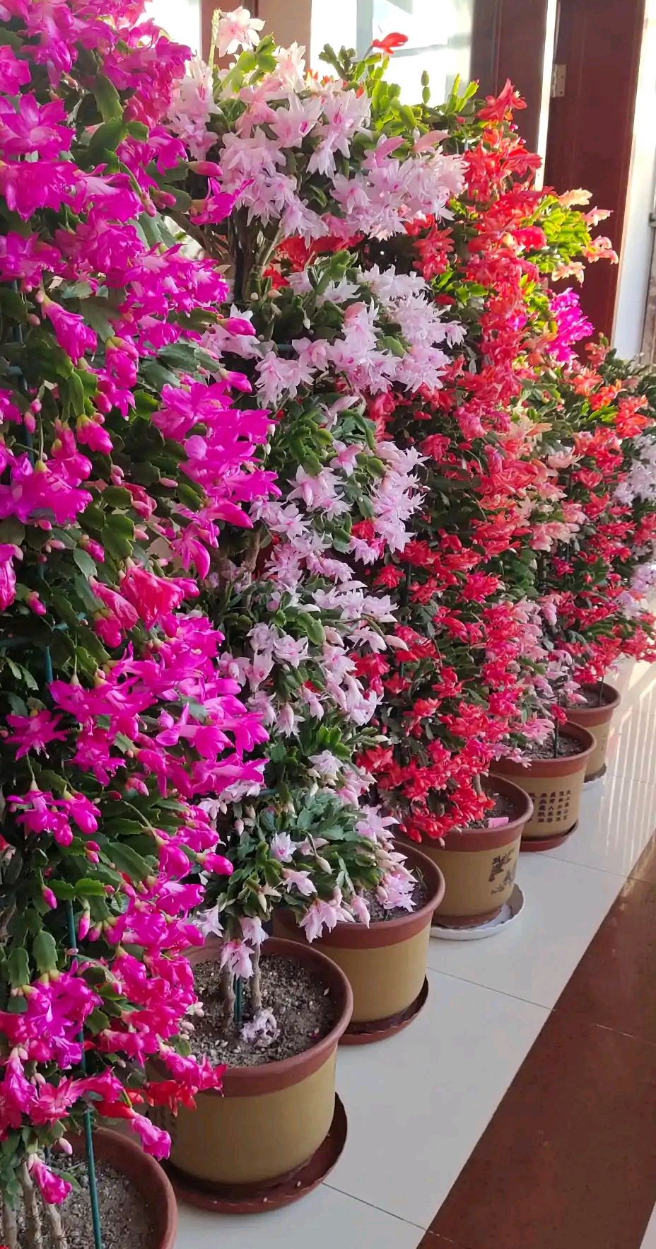 6种年宵花现在买最省钱,年宵花怎么养才旺财