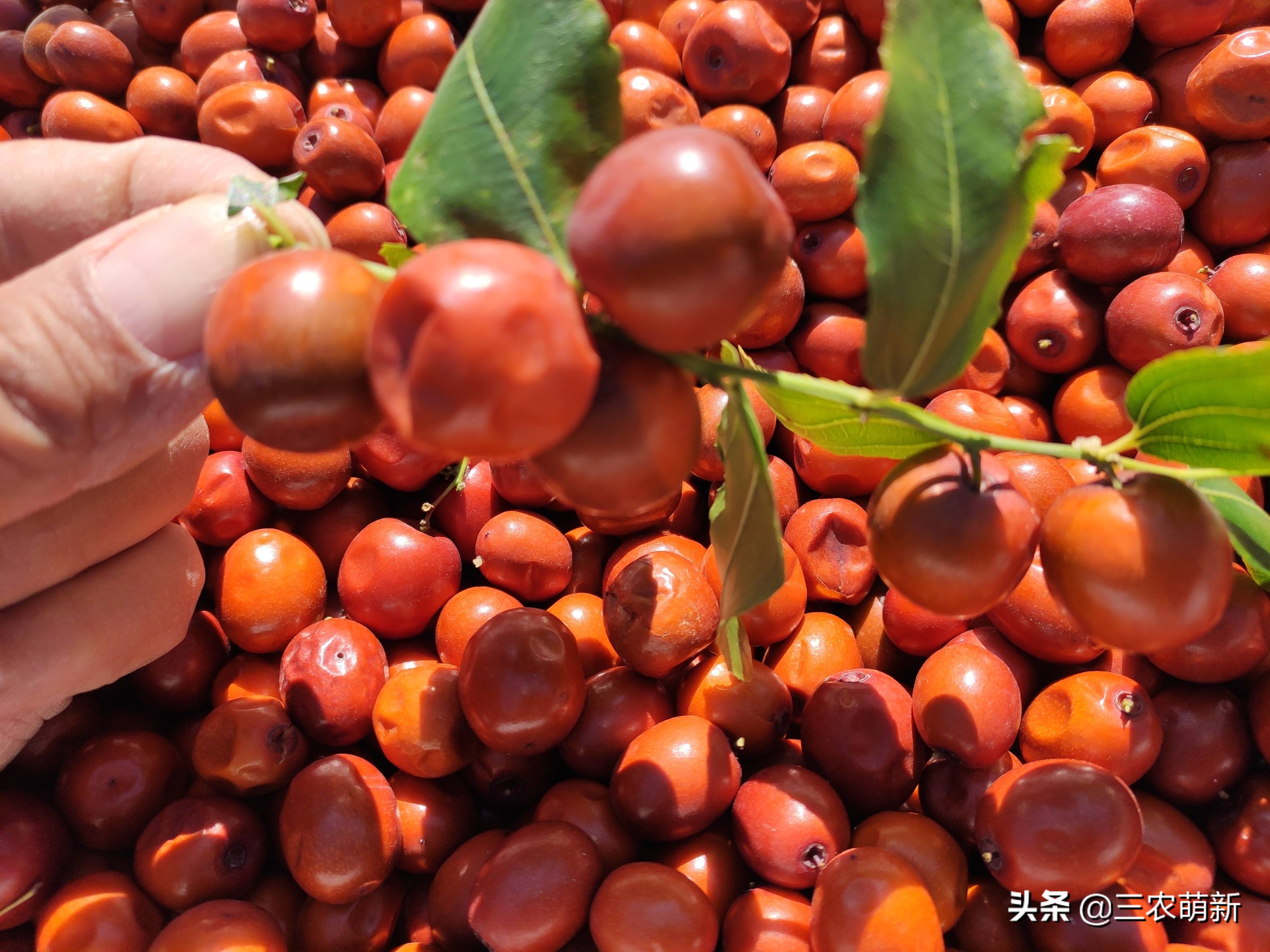 家乡的野果香甜可口,自家种的奇异果味道特别好吃