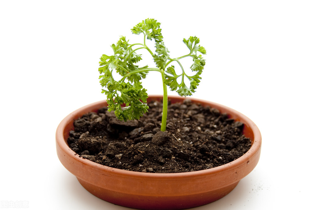 植物浇水见干见湿怎么判断,见干见湿和干透浇透浇水技巧