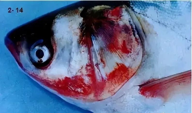 鱼类败血症病原,鱼类细菌性败血症