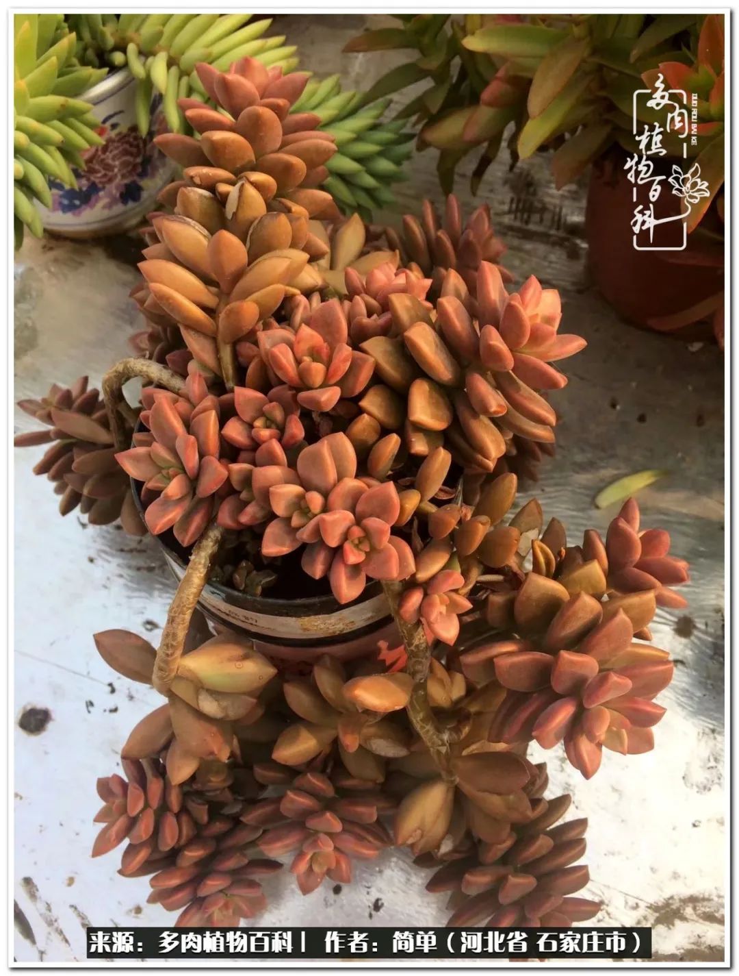 自从养了多肉以后视频,养多肉治愈生活中的疲惫和琐碎